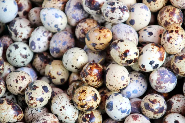 Telur Puyuh Segar Pasar Phnom Penh Kamboja — Stok Foto