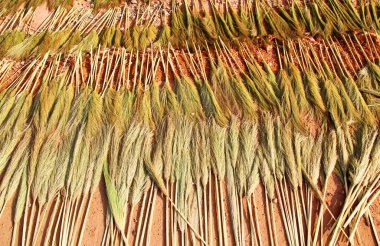 Süpürge üretimi için 2 Reed yolda kurutuldu.