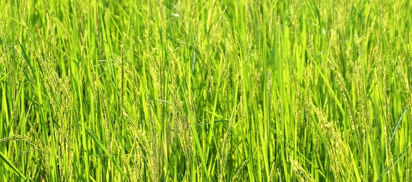 2 Grönt ris blommar i risodlingar — Stockfoto