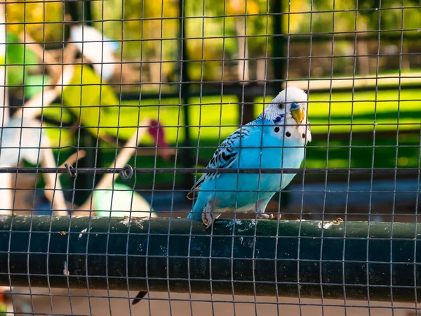 Blau Weißer Sittich Einem Großen Vogelhaus Hinter Gittern — Stockfoto