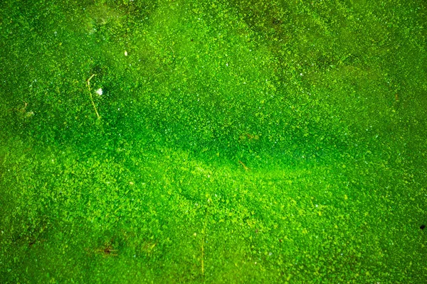 Água Contaminada Com Algas Verdes Mortas — Fotografia de Stock