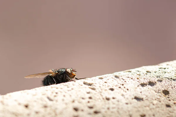 Mosca Sobre Muro Hormigón Macro —  Fotos de Stock