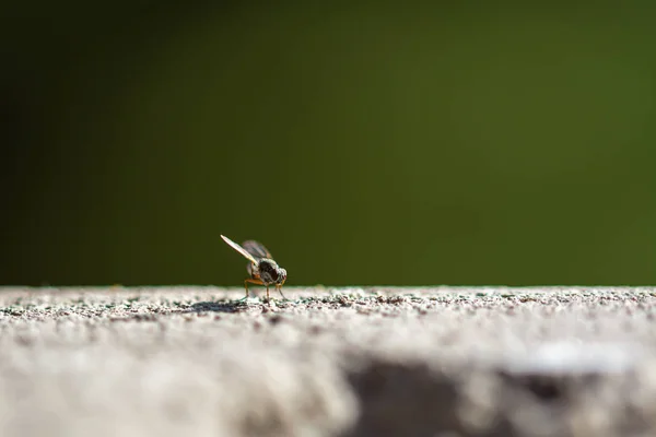 Leť Betonové Stěně Makru — Stock fotografie