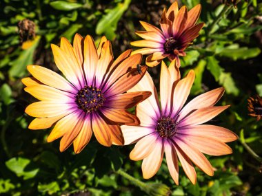 Macro view of beautiful flowers (Dimorphotheca ecklonis) with orange and white petals and purple center on a background of green leaves clipart