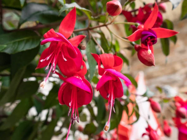 Lindas Flores Fuchsia Brincos Rainha — Fotografia de Stock