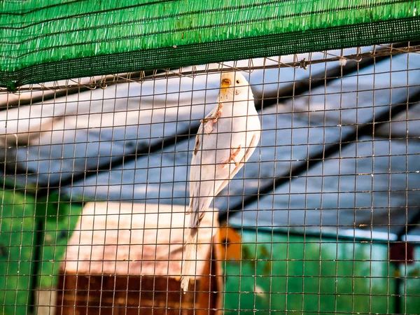 Weißer Und Gelber Sittich Einem Großen Vogelhaus Hinter Gittern — Stockfoto