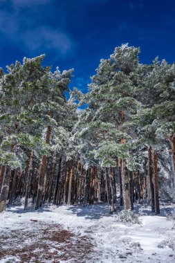 Dağdaki çok uzun ağaçlar Mavi gökyüzü olan karlı bir günde