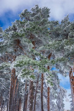 Dağdaki çok uzun ağaçlar Mavi gökyüzü olan karlı bir günde