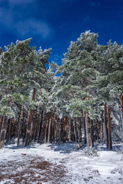 Dağdaki çok uzun ağaçlar Mavi gökyüzü olan karlı bir günde