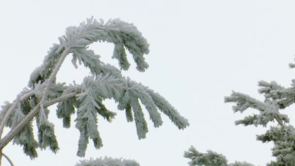 松树枝头长满了雪 冻僵了 在风中飘荡在雪松丛中 在多云的灰蒙蒙的天空中 — 图库视频影像