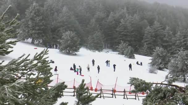 背の高い松の木に囲まれた雪が降り始めると 雪の散歩やそりで一日を楽しむ人々 スペインのコトス港で完全に雪の美しい冬の風景 — ストック動画