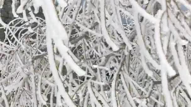 落叶的树 枝头长满了雪 结冰了 在风中飘扬 灰蒙蒙的天空 — 图库视频影像