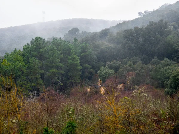 Casa Ruinas Medio Bosque Rodeado Árboles Niebla Día Lluvioso —  Fotos de Stock