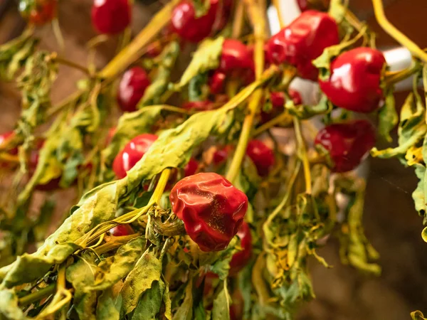 Chilli peppers hung on the plant itself in an interior for drying, Ali Cumbari (Puta Pario)