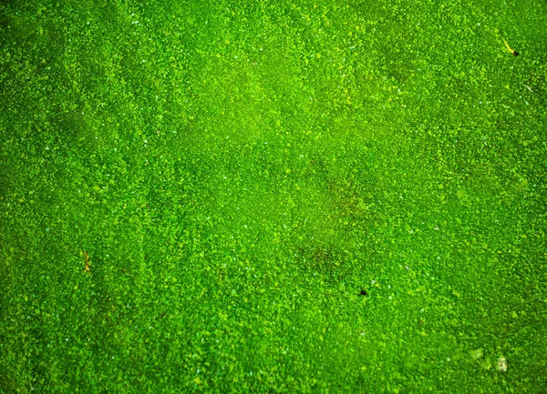 Πράσινο Και Λευκό Ρυπογόνο Υγρό Φυσαλίδες — Φωτογραφία Αρχείου