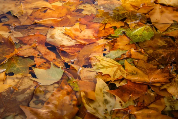 Fallen tree leaves on a puddle of water during the fall and wet forming a beautiful autumn background