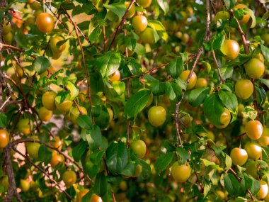 Mirabelle erikleri Prunus domestica var. Ağaçta büyüyen Syriaca toplanmaya hazır.