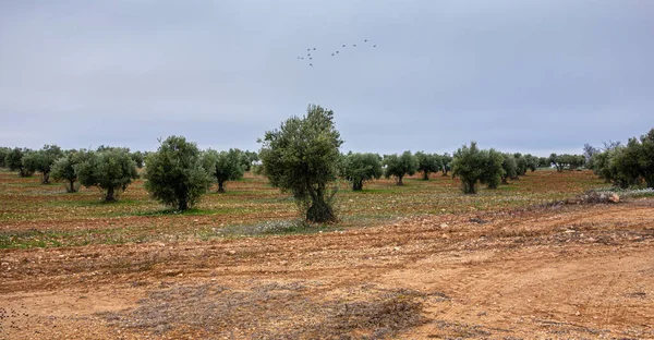 Olivos Hileras Una Granja —  Fotos de Stock