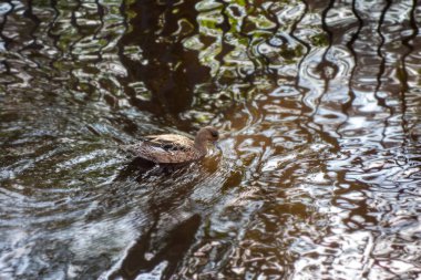 Kahverengi ördek gölette yüzüyor