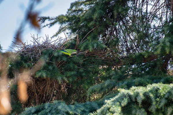 둥지를 나무를 앵무새 새끼들 — 스톡 사진