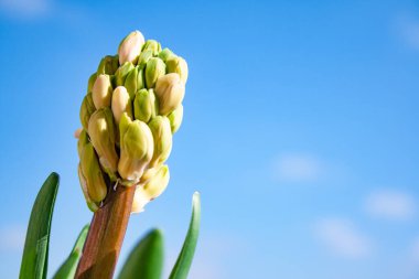 Yumurtadan çıkmayan çiçekli sümbül bitkisi ve arka planda bulutlu güzel mavi gökyüzü olan uzun yeşil yapraklar.