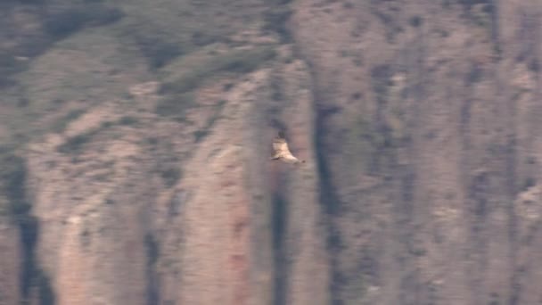 Griffon Vulture Vliegend Tussen Bergen Met Wolken Achtergrond — Stockvideo