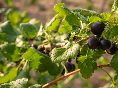 Group of Blackcurrants (Ribes nigrum) on the branches of a tree ready to be picked clipart