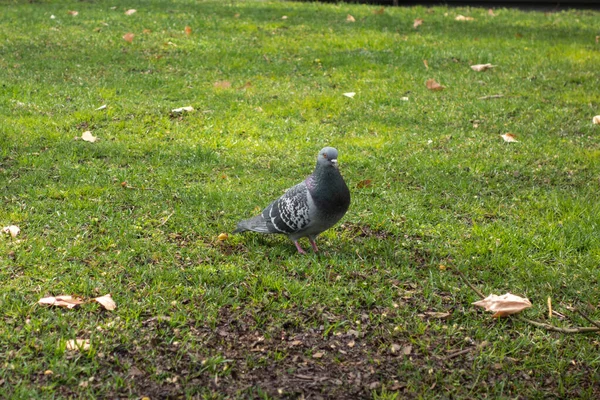 Pigeon Sur Herbe Parc Municipal — Photo