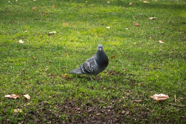 Pigeon Sur Herbe Parc Municipal — Photo