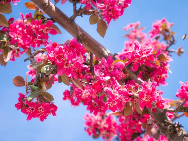 Rosafarbene Blüten Eines Malus Royal Regentropfen Crabapple Baumes Zeitigen Frühling — Stockfoto