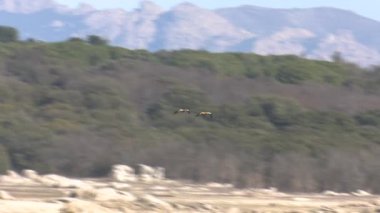 Kuraklıkta bataklıkta uçan ördek çiftinin videosu.