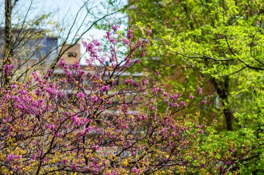 Bahçedeki eski lamba