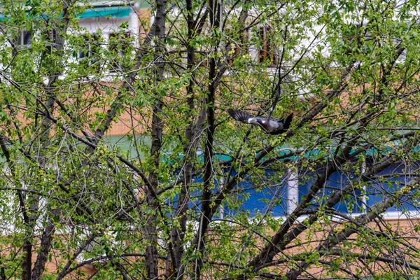 Taube Fliegt Von Einem Baum Dem Sie Einen Ast Zum — Stockfoto