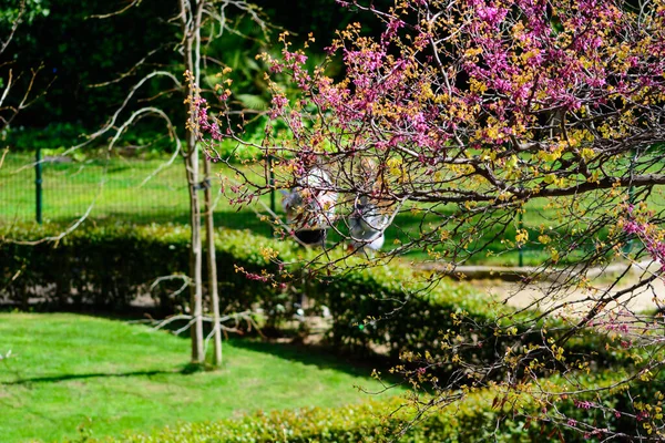 Zwei Mädchen Teenageralter Die Ersten Semester Unscharf Hinter Einem Baum — Stockfoto