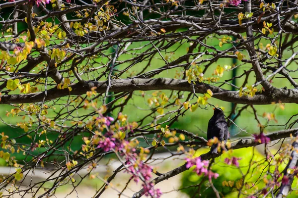 Pássaro Negro Comum Empoleirado Galho Árvore Entre Rosas Rosa Parque — Fotografia de Stock