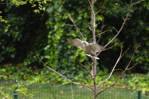 Flycatcher Uccello Della Famiglia Muscicapidae Che Vola Con Ali Aperte — Foto Stock