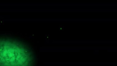 Yeşil bulut ve küçük parçacıkların onu tamamen kapsayacak şekilde ekranda ilerlemesi, arka plan olmadan 4K video