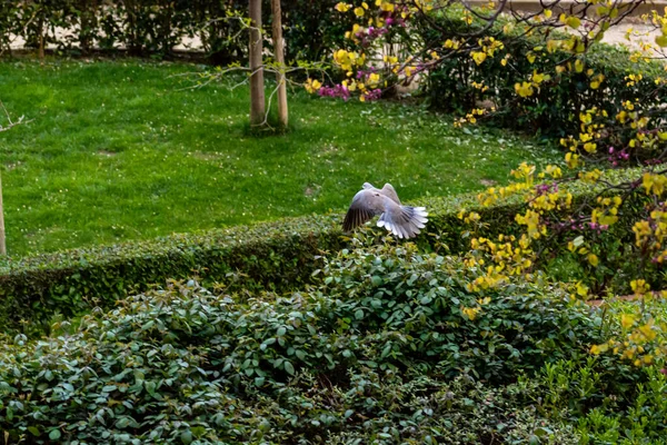 Piccione Che Vola Attraverso Parco Pubblico — Foto Stock