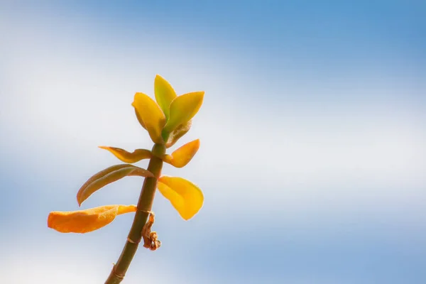 Větve Aptenia Cordifolia Modrou Oblohou Mraky Pozadí — Stock fotografie