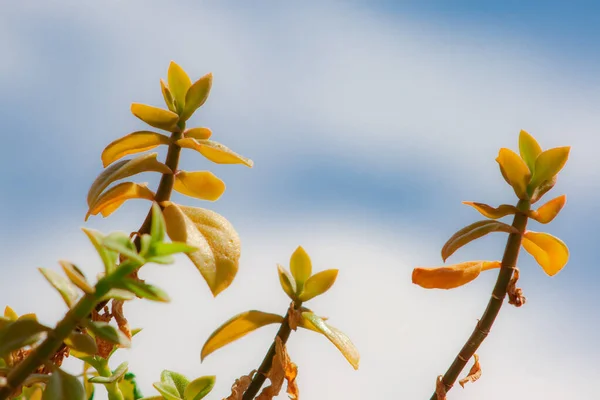 Gałęzie Aptenia Cordifolia Niebieskim Niebem Chmurami Tle — Zdjęcie stockowe
