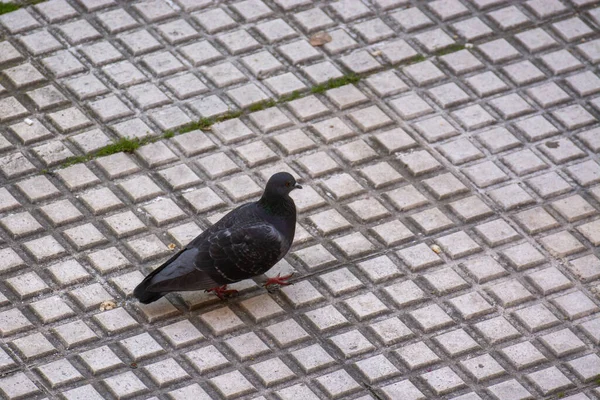 Pigeon Marchant Dans Une Rue Ville — Photo