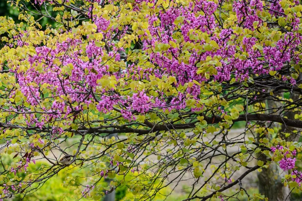 Daphne Plantas Familia Con Flores Color Rosa Algunos Gorrión Las — Foto de Stock