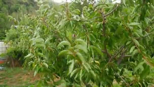 Cherry Tree Cerasus Its Branches Full Green Leaves Moving Due — Stock Video