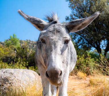 Funny image of a beautiful gray donkey surrounded by nature clipart