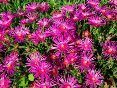 Güzel çiçek grubu Delosperma Cooci (Buz Bitkisi)