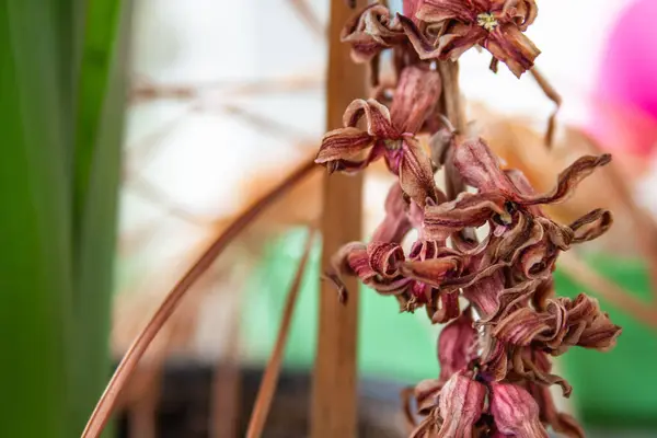 Квіти Гіацинту Сухі Вмирають Рослині Кінці Весни — стокове фото