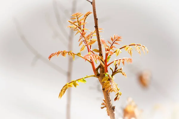 Ранней Весной Ветвях Деревьев Растут Новые Почки Красными Листьями — стоковое фото