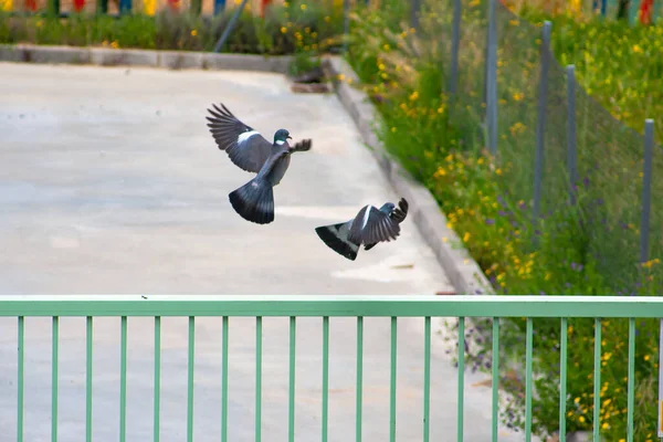 鸟类大战 鸽子在金属门上跟踪另一只鸽子 — 图库照片