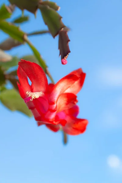 Schöne Große Rote Blume Einer Schlumbergera Weihnachtskaktus Pflanze Und Ein — Stockfoto