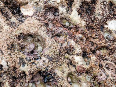 Deniz kabukluları ve kabukları Cantabrian kıyısındaki kayalara bağlı kalır.